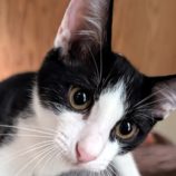 9月14日のペッツクローバー柏の葉店に参加するホーリーキャットの保護猫05