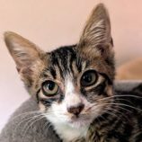 9月14日のペッツクローバー柏の葉店に参加するホーリーキャットの保護猫06