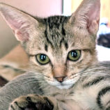 9月14日のペッツクローバー柏の葉店に参加するホーリーキャットの保護猫08