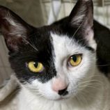 9月27日の君津店に参加する富津ねこネットの保護猫01