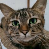 9月27日の君津店に参加する富津ねこネットの保護猫02