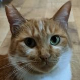 9月27日の君津店に参加する富津ねこネットの保護猫03