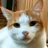 9月27日の君津店に参加する富津ねこネットの保護猫05