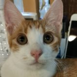 9月27日の君津店に参加する富津ねこネットの保護猫06