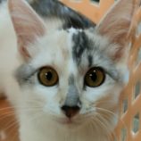 9月27日の君津店に参加する富津ねこネットの保護猫07