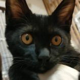 9月27日の君津店に参加する富津ねこネットの保護猫08