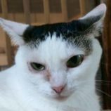 9月27日の君津店に参加する富津ねこネットの保護猫09