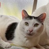 10月5日の君津に参加する猫レンジャーの保護猫02