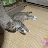 10月5日の君津に参加する猫レンジャーの保護猫04