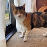 10月5日の君津に参加する猫レンジャーの保護猫05