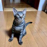 10月5日の君津に参加する猫レンジャーの保護猫08