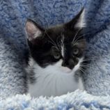 10月5日の君津に参加する猫レンジャーの保護猫10