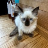 10月5日の君津に参加する猫レンジャーの保護猫11