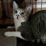 10月5日の君津に参加する猫レンジャーの保護猫12