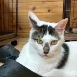 10月5日の君津に参加する猫レンジャーの保護猫14