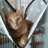 10月5日の君津に参加する猫レンジャーの保護猫16