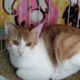 10月5日の君津に参加する猫レンジャーの保護猫17