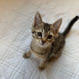 10月5日の君津に参加する猫レンジャーの保護猫18