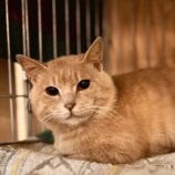 10月5日の君津に参加する猫レンジャーの保護猫19