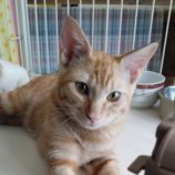 10月5日の君津に参加する猫レンジャーの保護猫20