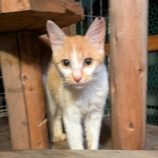 10月5日の君津に参加する猫レンジャーの保護猫22