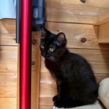 10月5日の君津に参加する猫レンジャーの保護猫23