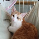 10月5日の君津に参加する猫レンジャーの保護猫24