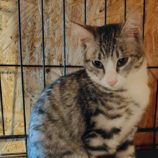 9月21日の古河店に参加するにゃんこの大冒険の保護猫01