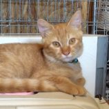 9月21日の古河店に参加するにゃんこの大冒険の保護猫02