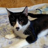 9月21日の古河店に参加するにゃんこの大冒険の保護猫03