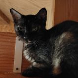 9月21日の古河店に参加するにゃんこの大冒険の保護猫04