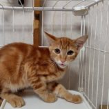 9月21日の古河店に参加するにゃんこの大冒険の保護猫05