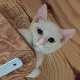 9月21日の古河店に参加するにゃんこの大冒険の保護猫06