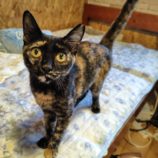 9月21日の古河店に参加するにゃんこの大冒険の保護猫07