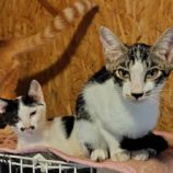 9月21日の古河店に参加するにゃんこの大冒険の保護猫08