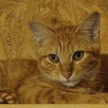 9月21日の古河店に参加するにゃんこの大冒険の保護猫09