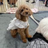 10月5日の瑞穂店に参加するDogfamの保護猫01