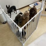 10月5日の瑞穂店に参加するDogfamの保護猫02