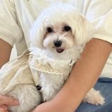 10月5日の瑞穂店に参加するDogfamの保護猫03