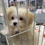 10月5日の瑞穂店に参加するDogfamの保護猫04