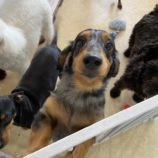 10月5日の瑞穂店に参加するDogfamの保護猫05