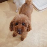 10月5日の瑞穂店に参加するDogfamの保護猫06