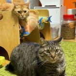 9月14日の瑞穂店に参加するまたたび家の保護猫01