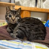 9月14日の瑞穂店に参加するまたたび家の保護猫02