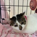 9月14日の瑞穂店に参加するまたたび家の保護猫04