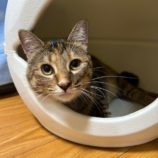 9月14日の瑞穂店に参加するまたたび家の保護猫05