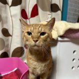 9月14日の瑞穂店に参加するまたたび家の保護猫06