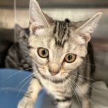 9月14日の瑞穂店に参加するまたたび家の保護猫07