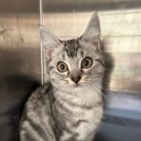 9月14日の瑞穂店に参加するまたたび家の保護猫08