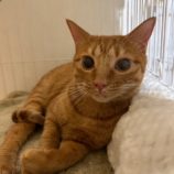 9月14日の瑞穂店に参加するまたたび家の保護猫09